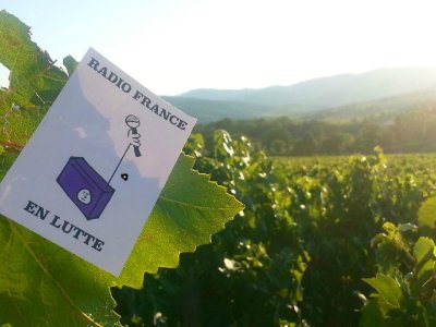 Radio france en lutte dans les vignes bourguignonn
